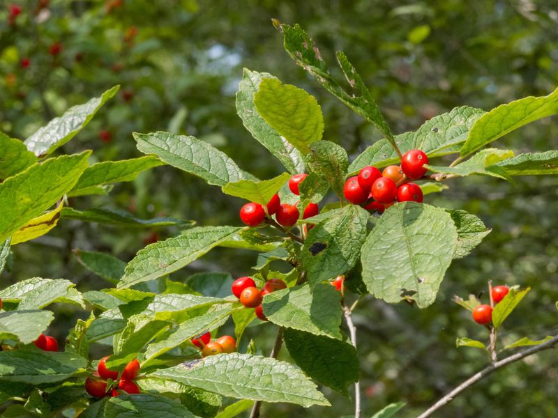 Winterberry