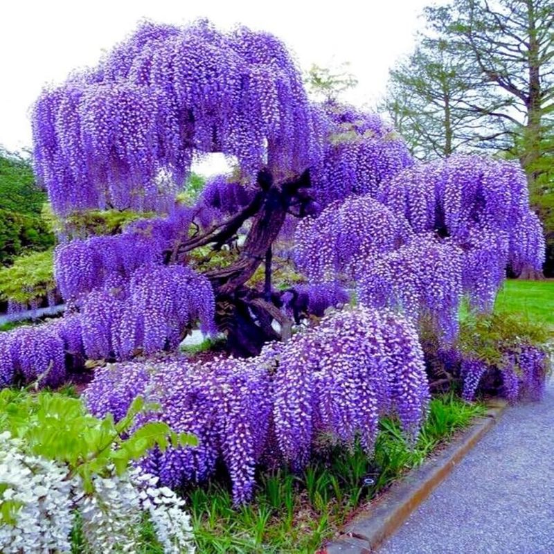 Wisteria