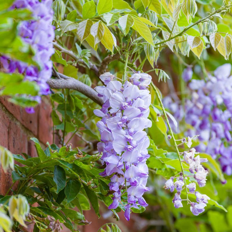 Wisteria