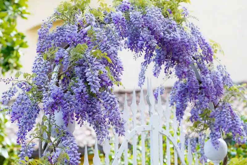 Wisteria