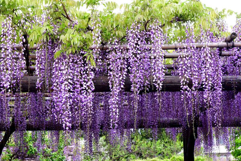 Wisteria