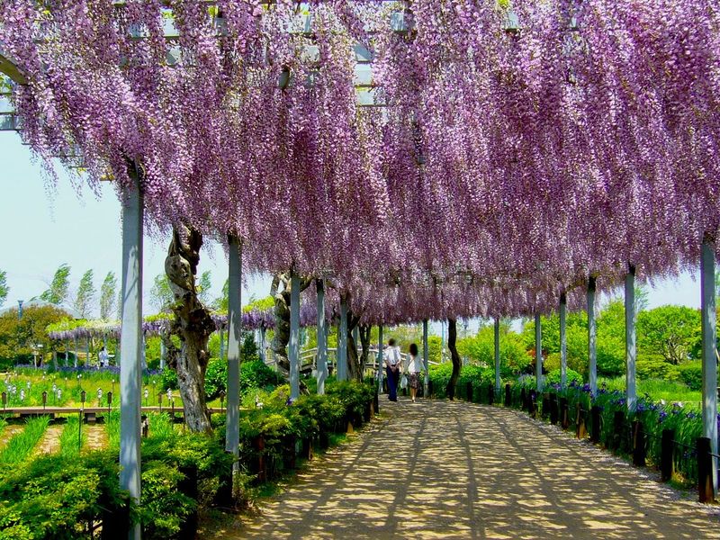 Wisteria