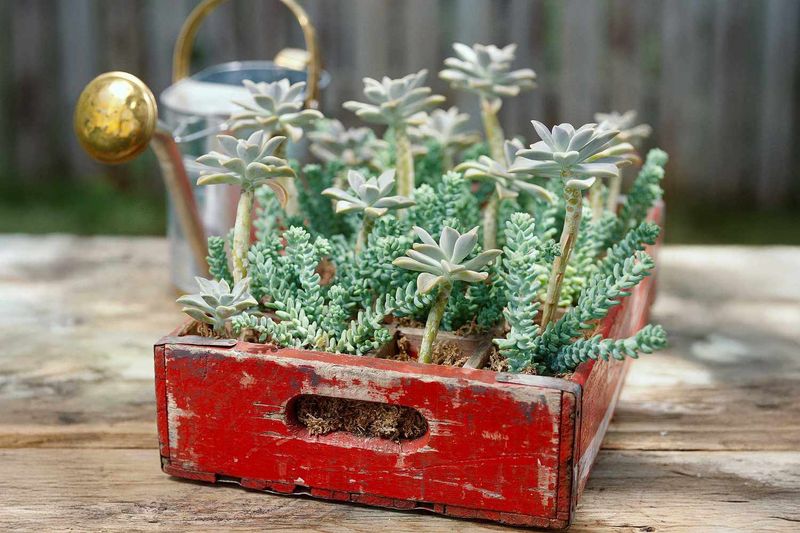 Wooden Crate Vegetable Planter