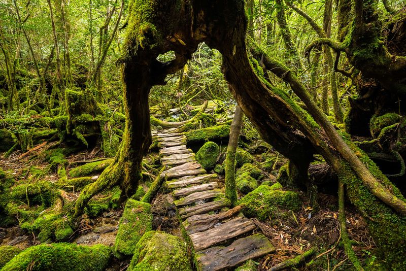 Yakushima Forest, Japan