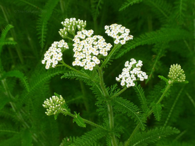 Yarrow