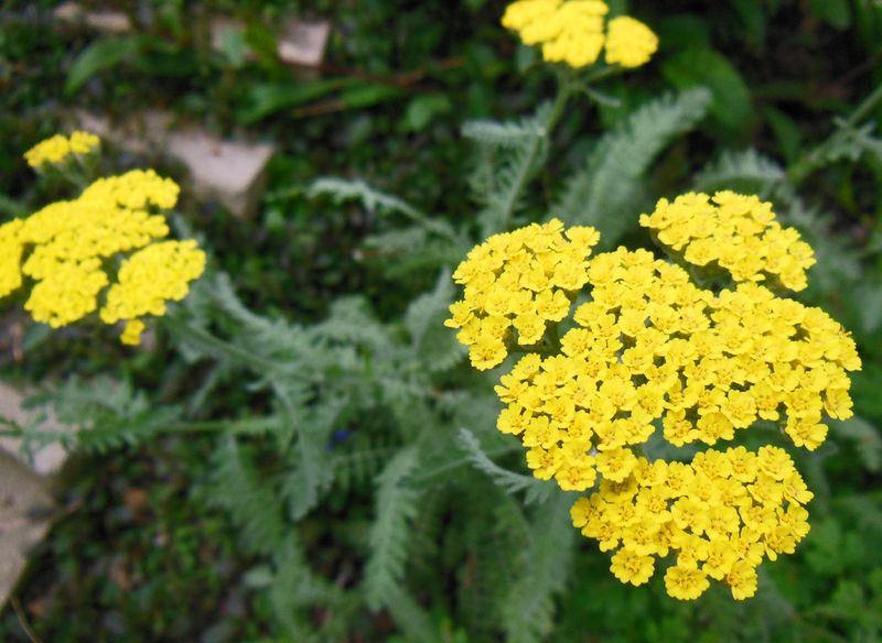 Yarrow