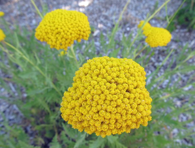 Yarrow