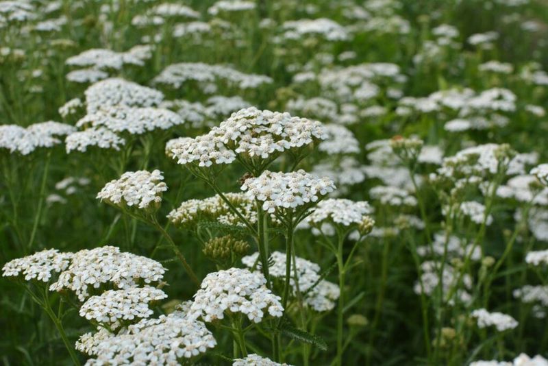 Yarrow