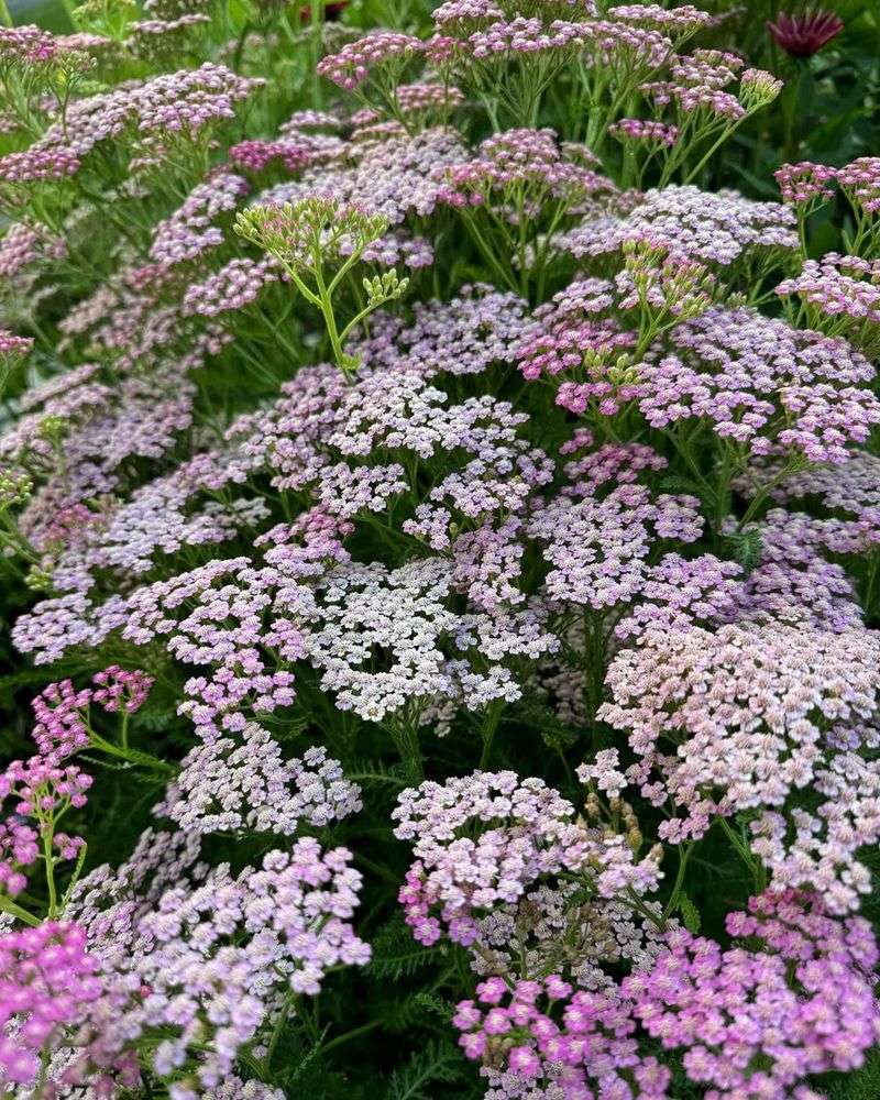 Yarrow