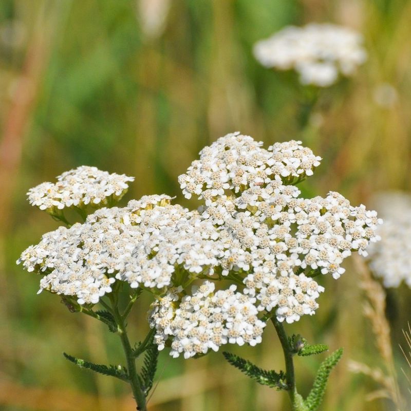 Yarrow