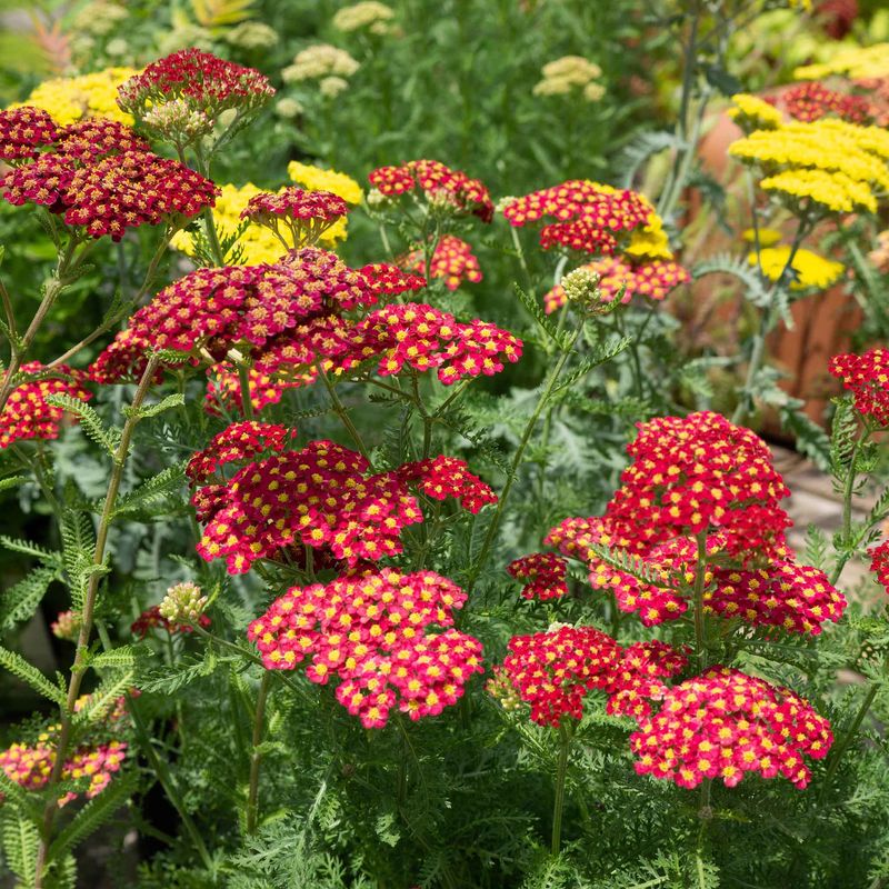 Yarrow