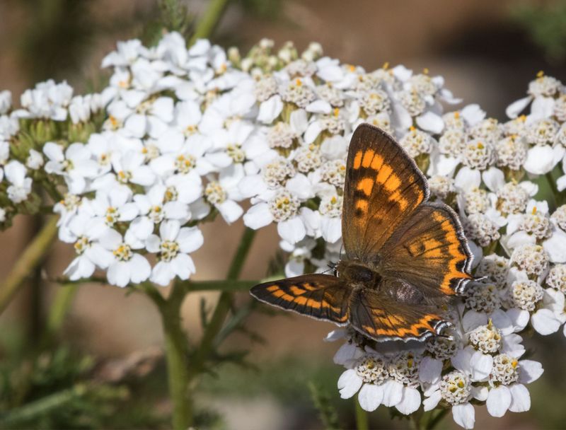 Yarrow