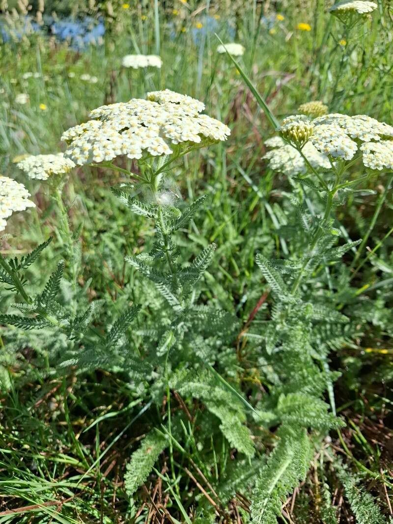 Yarrow