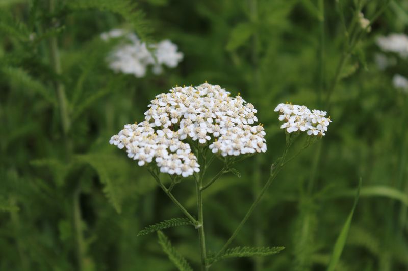 Yarrow