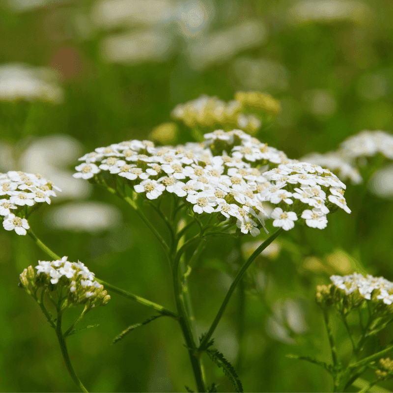 Yarrow