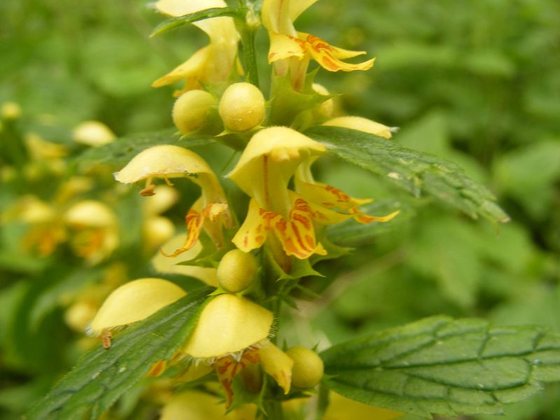 Yellow Archangel