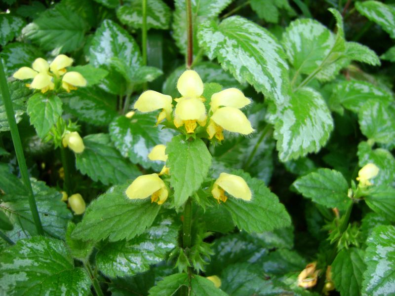 Yellow Archangel