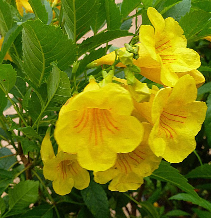 Yellow Bells