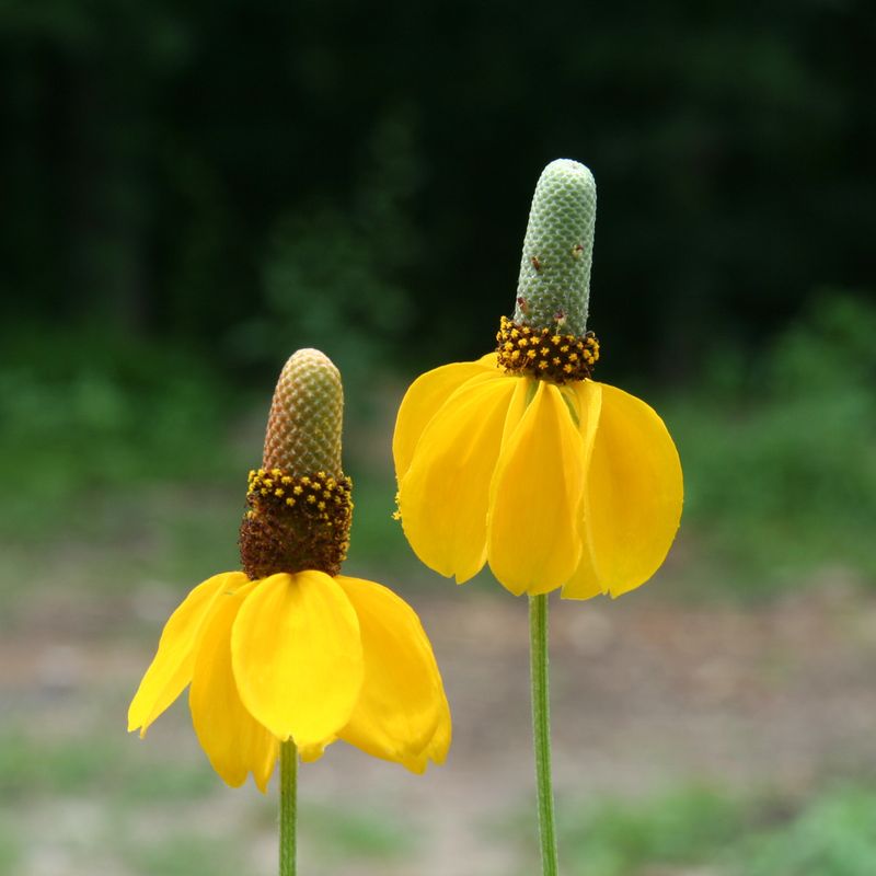 Yellow Coneflower