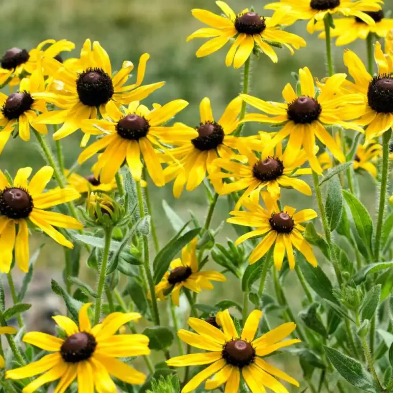 Yellow Coneflower