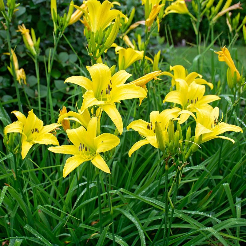 Yellow Daylily