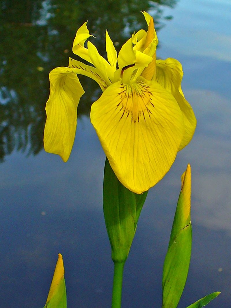 Yellow Flag Iris