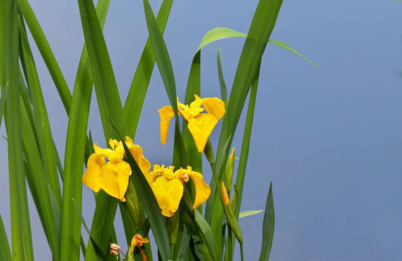 Yellow Flag Iris