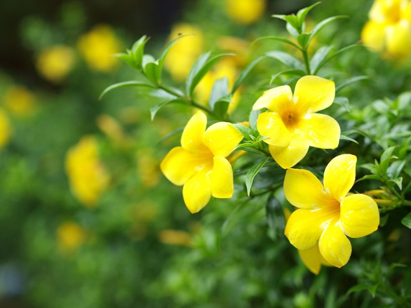 Yellow Jessamine