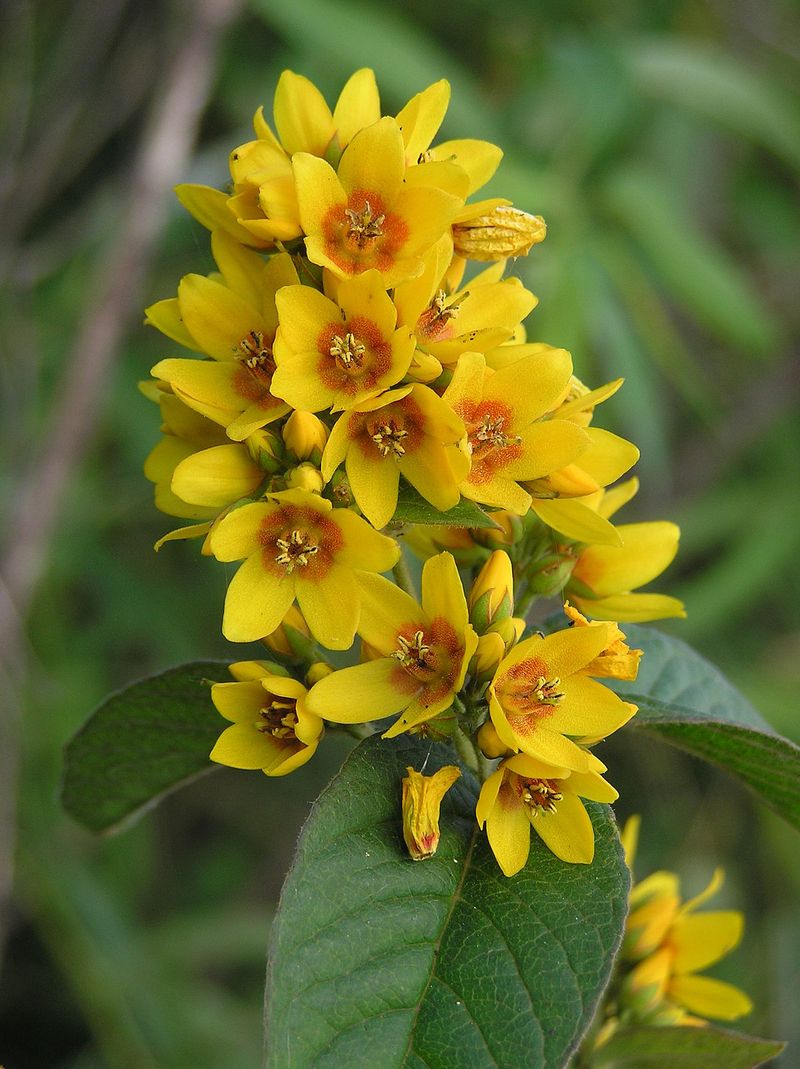 Yellow Loosestrife