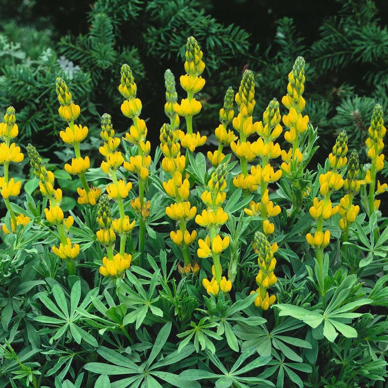 Yellow Lupine