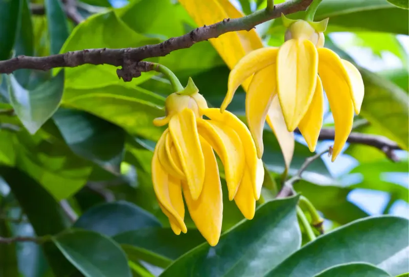 Ylang-Ylang