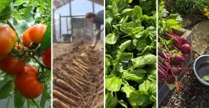 You Don&rsquo;t Have to Wait for Spring, Start These 22 Seeds in February