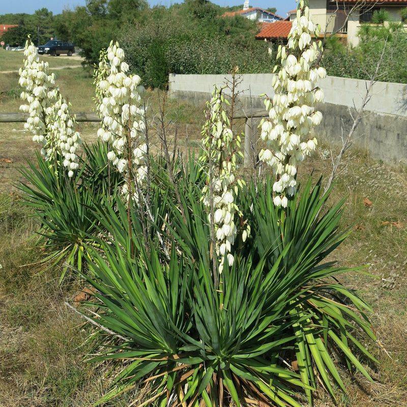 Yucca