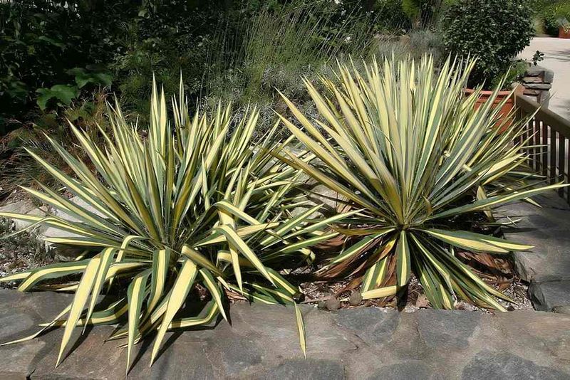 Yucca