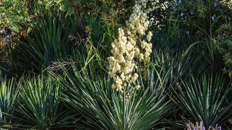 Yucca