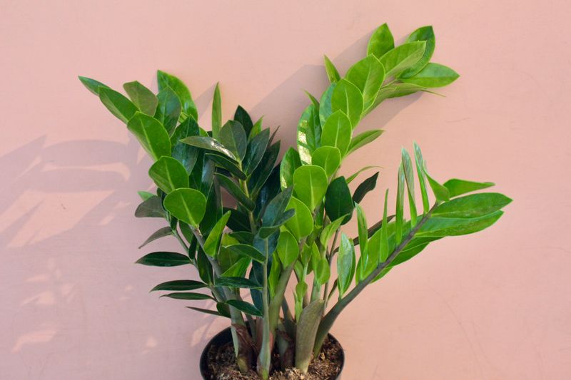 ZZ Plant (Zamioculcas zamiifolia)