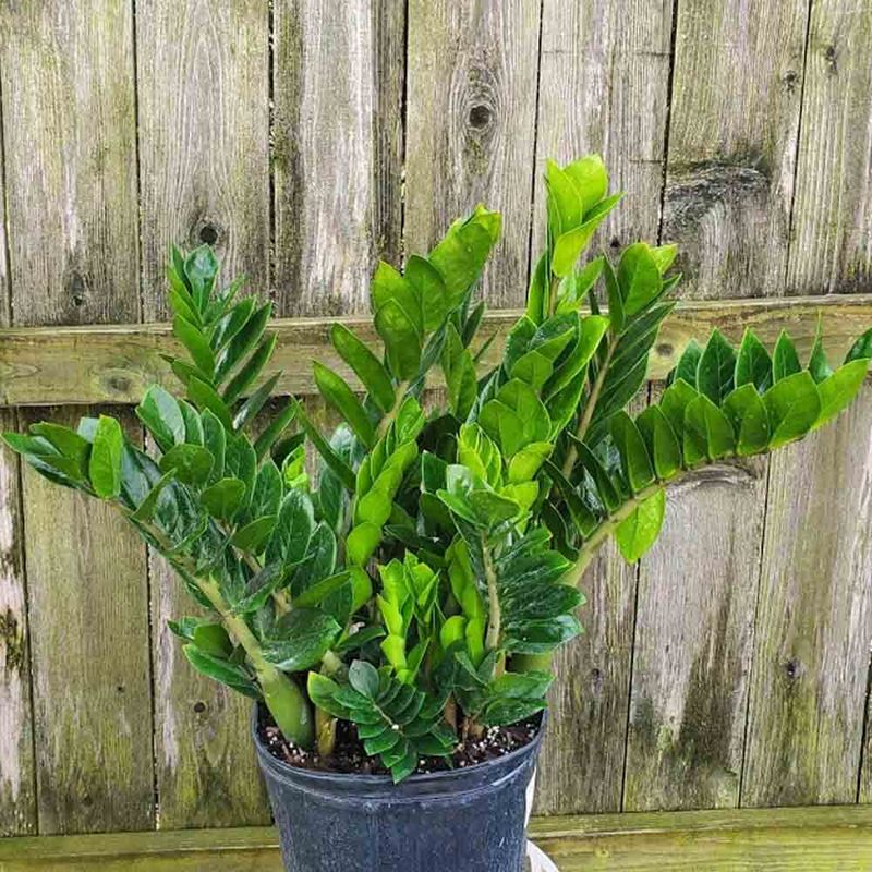 Zamioculcas (ZZ Plant)