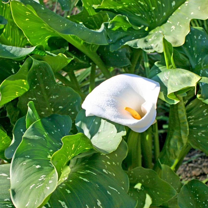 Zantedeschia