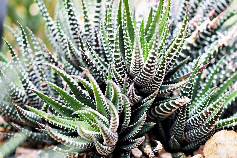 Zebra Haworthia