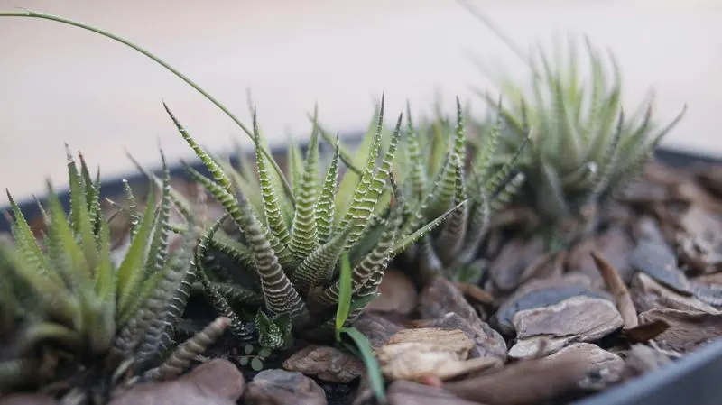 Zebra Haworthia