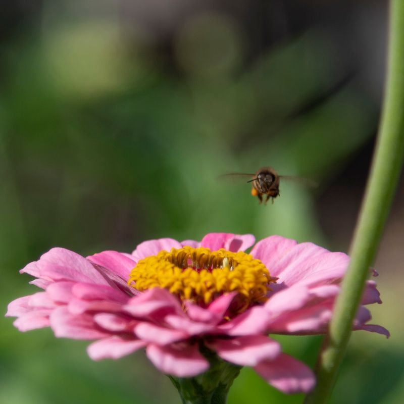 Zinnia