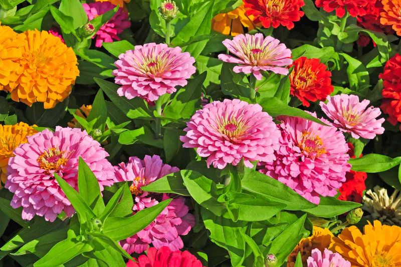 Zinnia