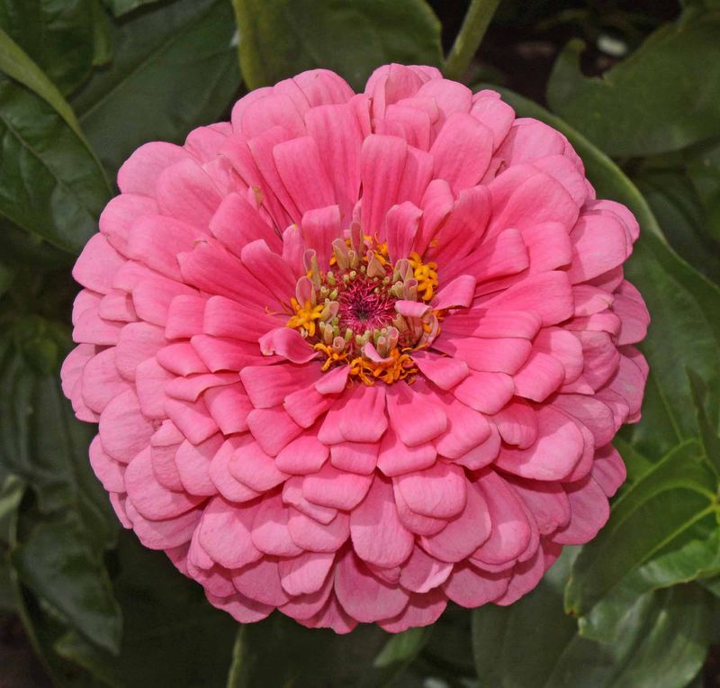 Zinnia