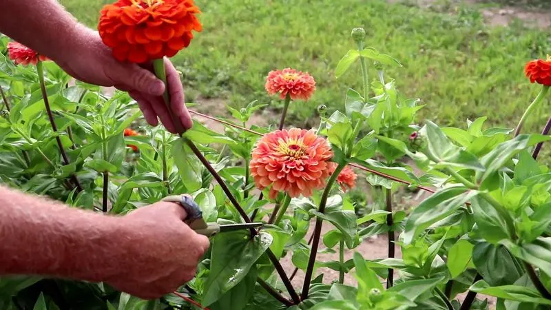 Zinnias