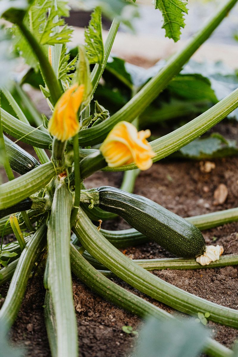 Zucchini