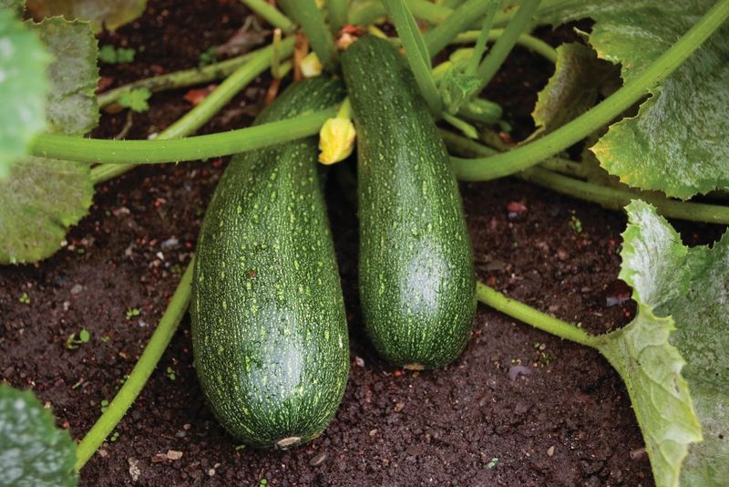 Zucchini