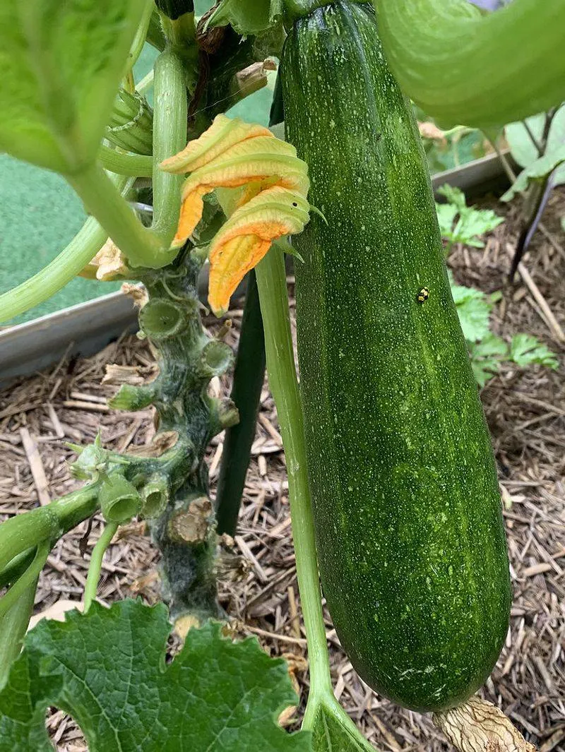 Zucchini