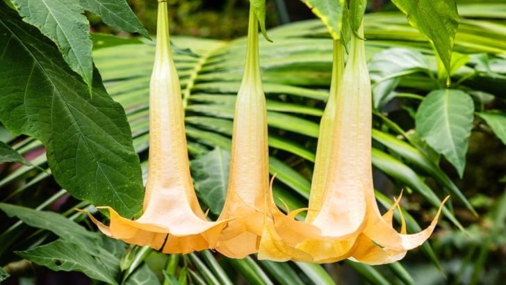 Do Not Touch! 16 Plants That Can Hurt You Severely If You Touch Them