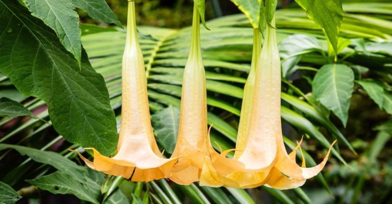 Do Not Touch! 16 Plants That Can Hurt You Severely If You Touch Them