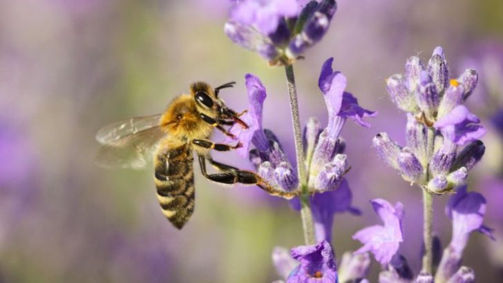 How to Attract Bees to Your Garden? 21 Flowers That Are Pollinator Magnets